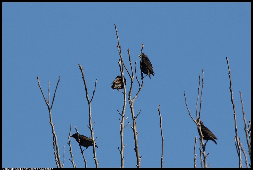 0220-093451-02.jpg - European Starling