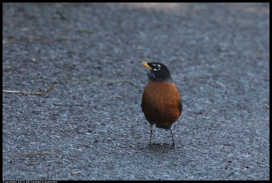 0220-093557-02.jpg - American Robin