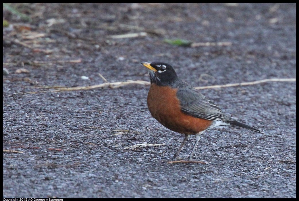 0220-093601-02.jpg - American Robin