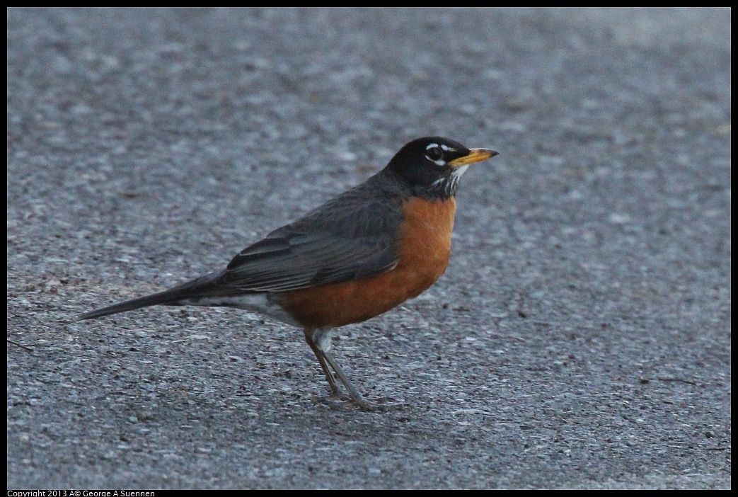 0220-093605-04.jpg - American Robin