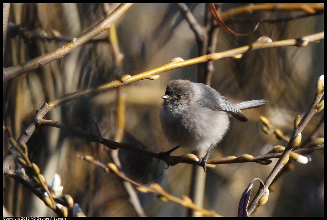 0220-094150-02.jpg - Bushtit