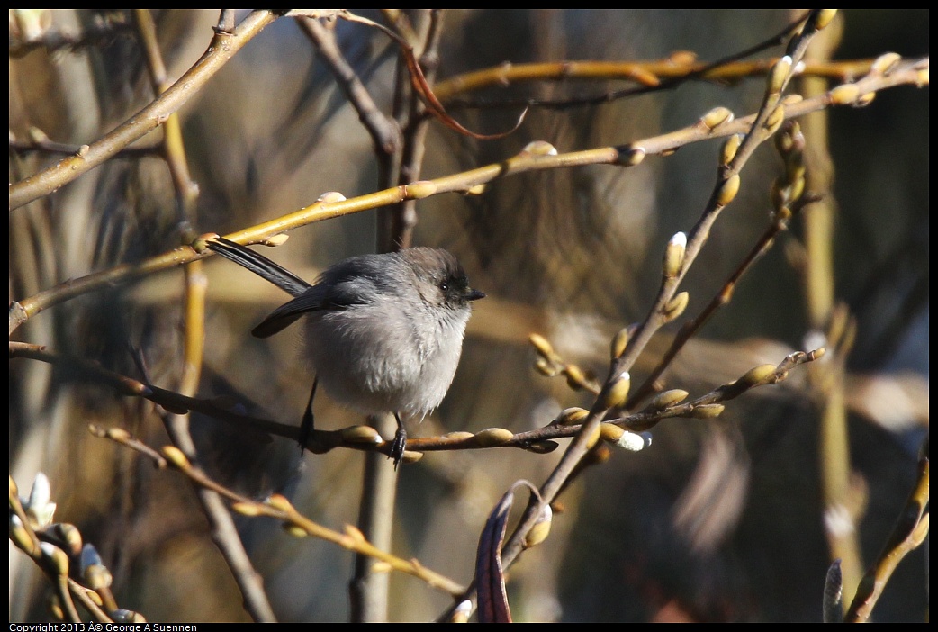 0220-094151-03.jpg - Bushtit