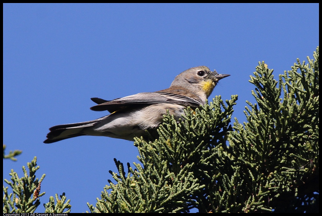 0220-094218-03.jpg - Yellow-rumped Warbler