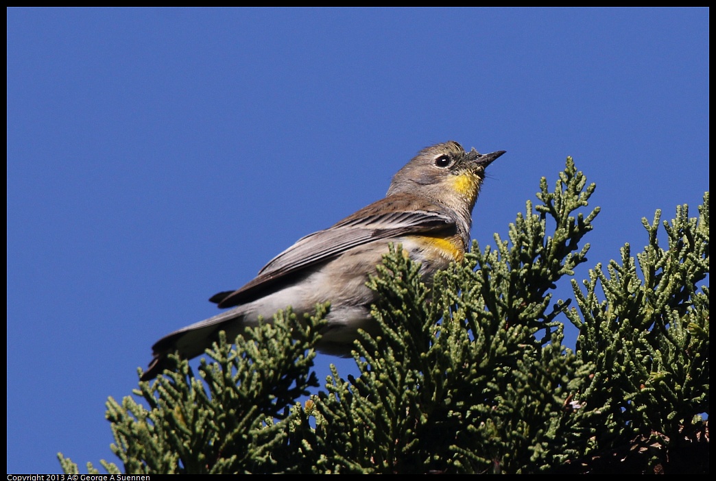 0220-094222-02.jpg - Yellow-rumped Warbler