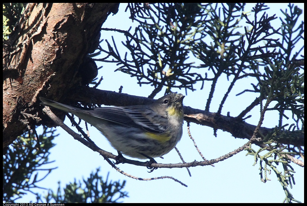 0220-094236-02.jpg - Yellow-rumped Warbler