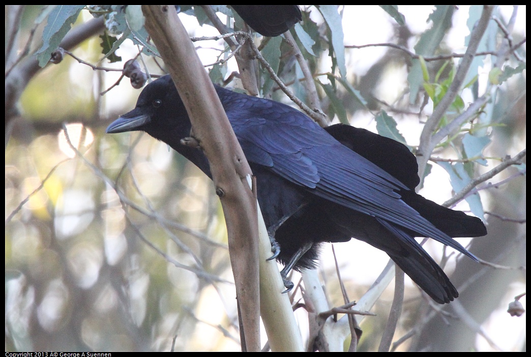 0220-094342-04.jpg - American Crow