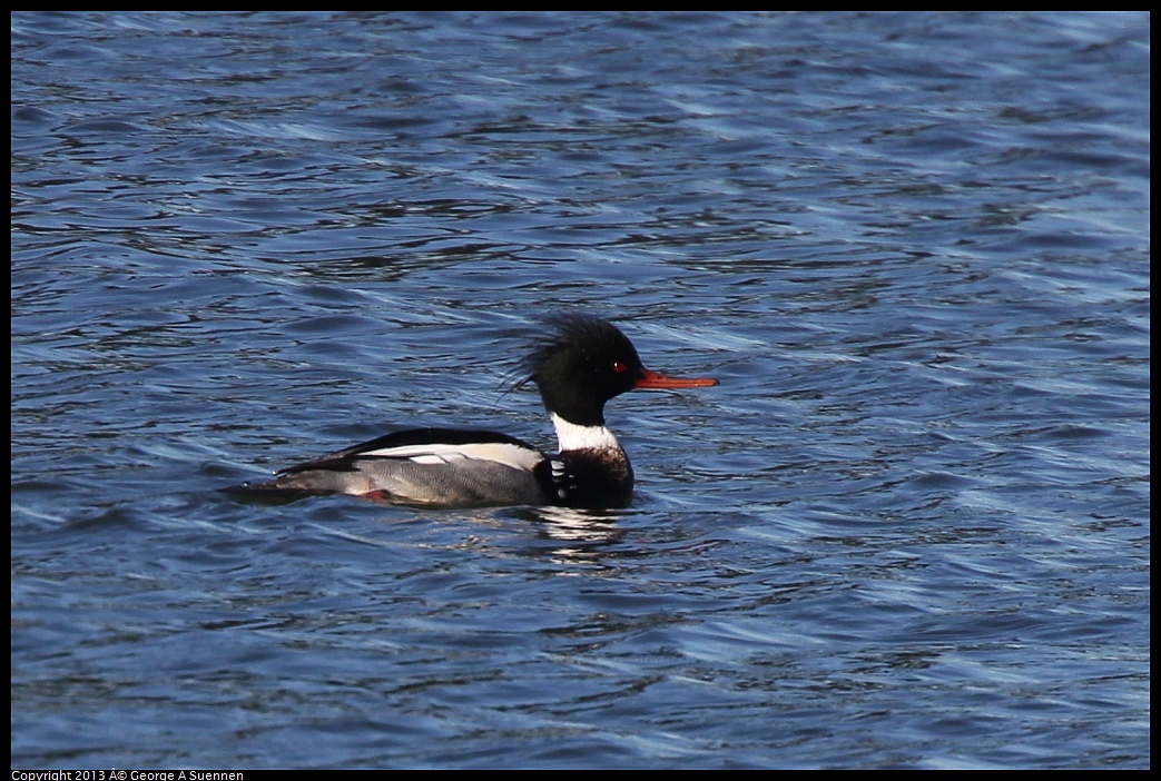 0220-094930-02.jpg - Red-breasted Merganser