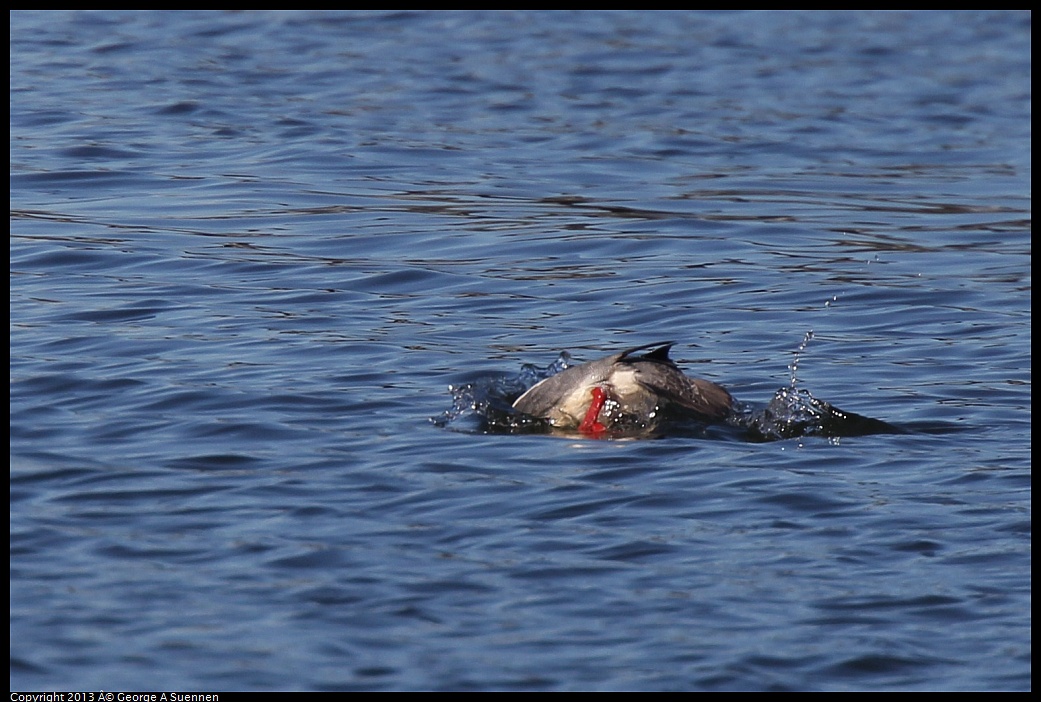 0220-095008-01.jpg - Red-breasted Merganser