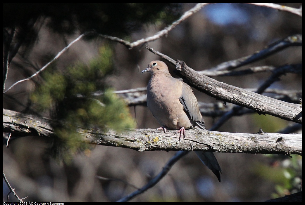 0220-095110-02.jpg - Mourning Dove