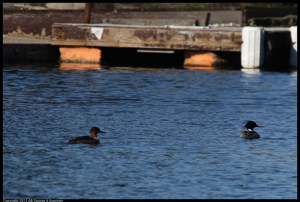 0220-095133-04.jpg - Red-breasted Merganser