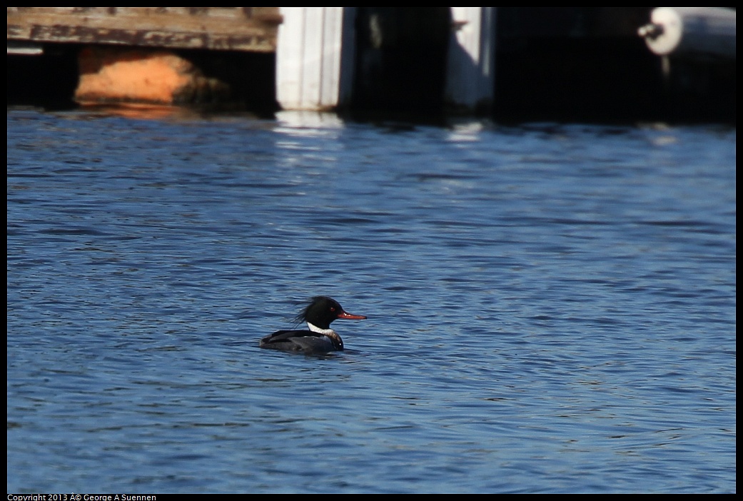 0220-095134-03.jpg - Red-breasted Merganser