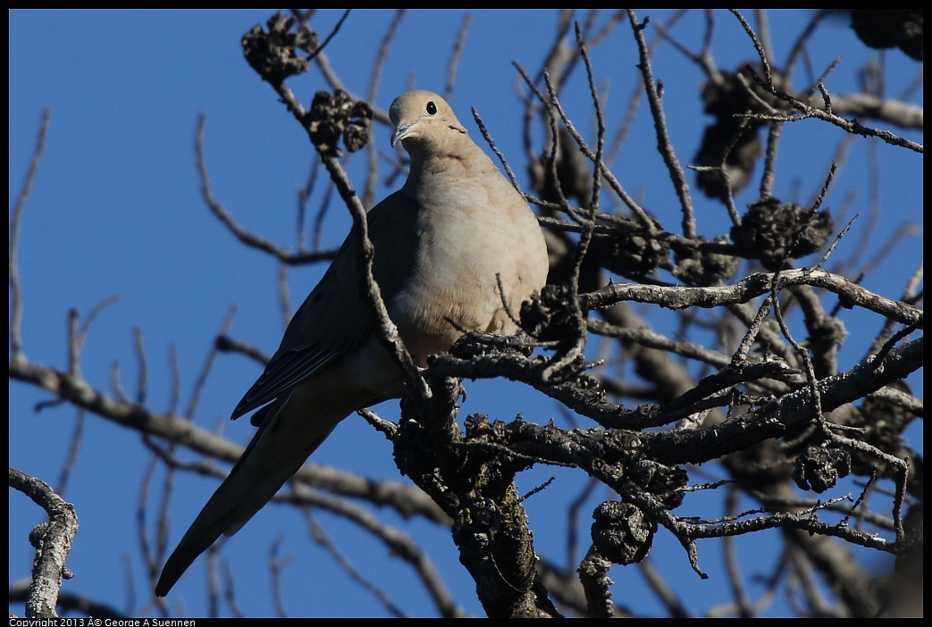 0220-095235-04.jpg - Mourning Dove