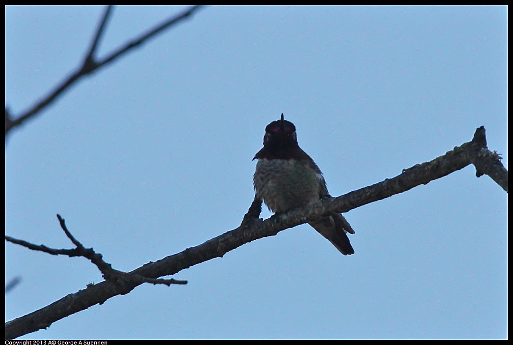 0220-100213-02.jpg - Anna's Hummingbird