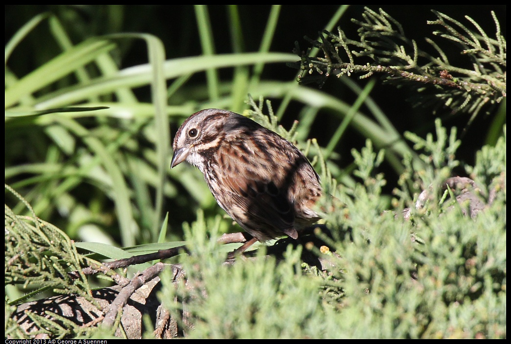 0220-100346-04.jpg - Song Sparrow