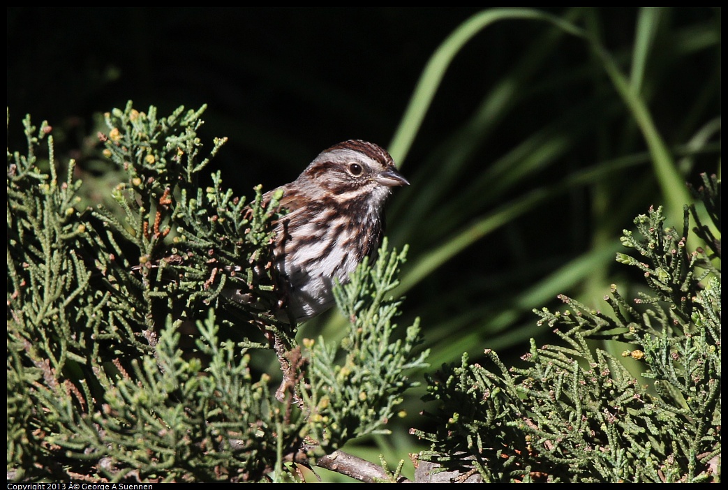 0220-100350-03.jpg - Song Sparrow