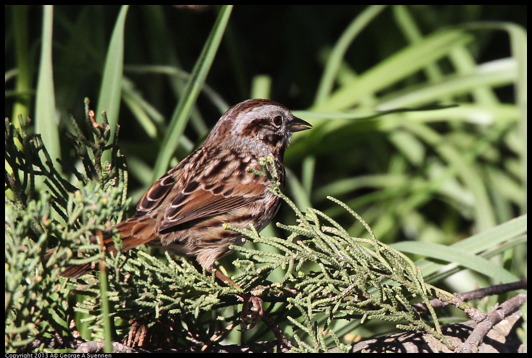 0220-100352-01.jpg - Song Sparrow