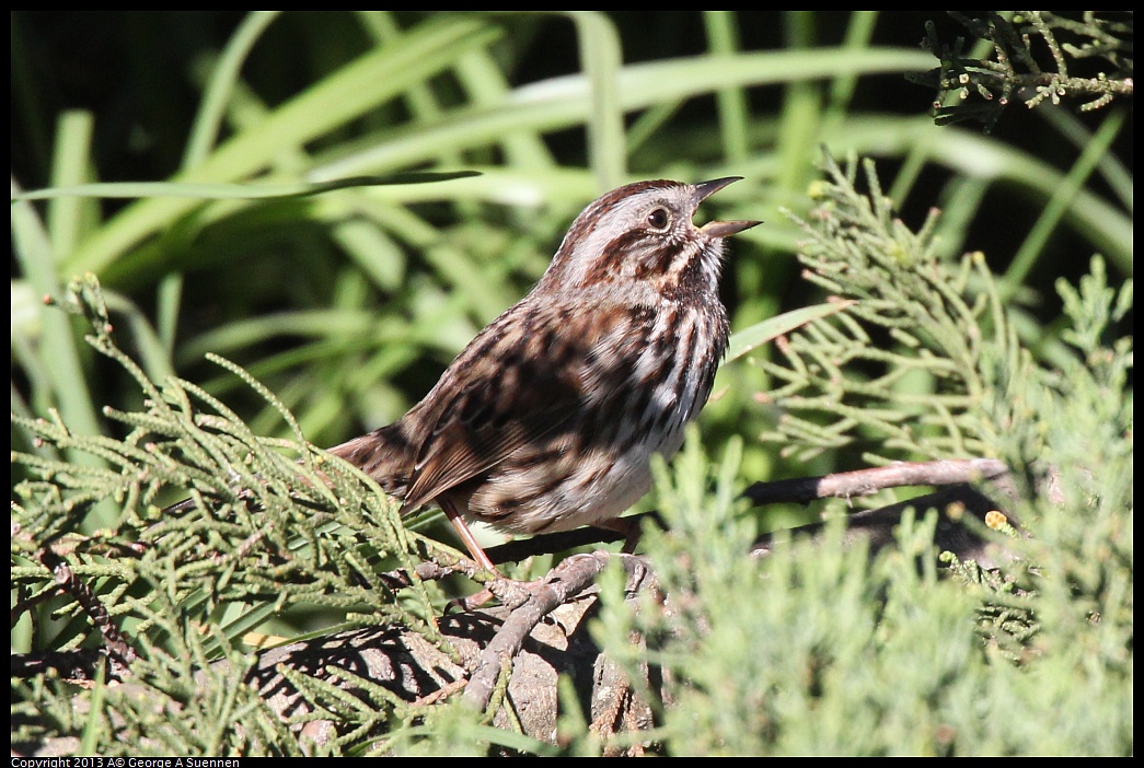 0220-100353-04.jpg - Song Sparrow