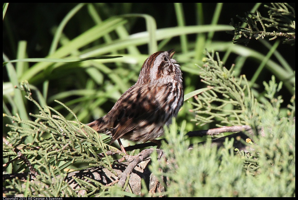 0220-100354-03.jpg - Song Sparrow