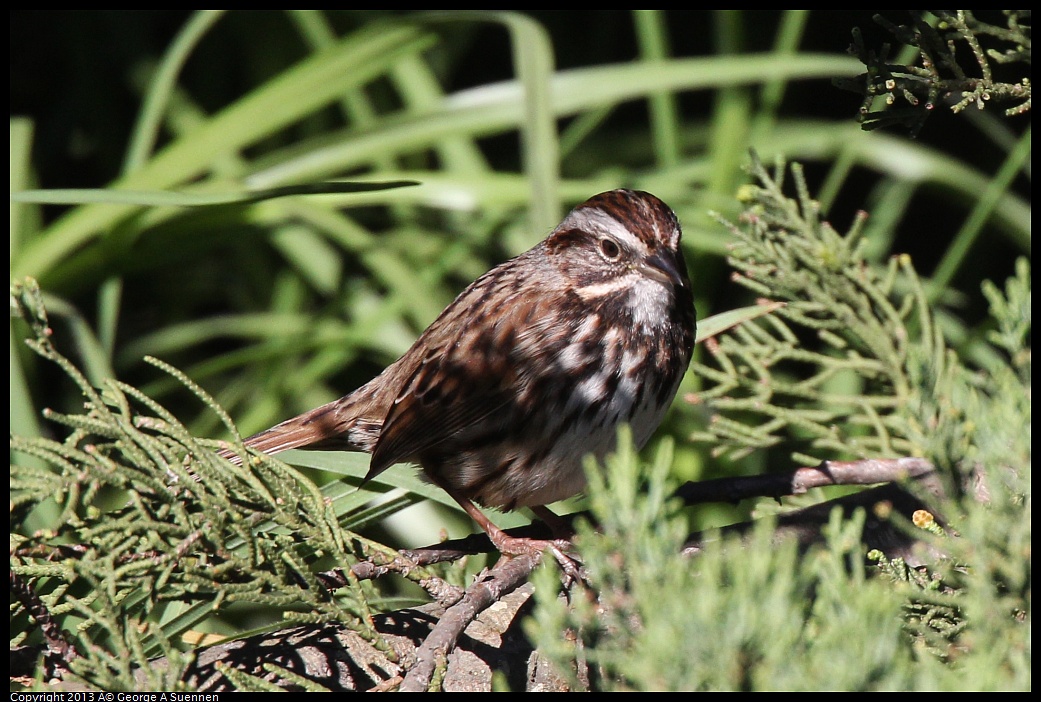 0220-100355-04.jpg - Song Sparrow