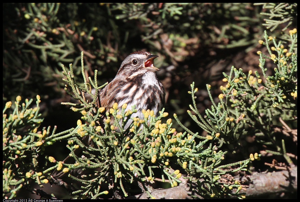 0220-100403-01.jpg - Song Sparrow