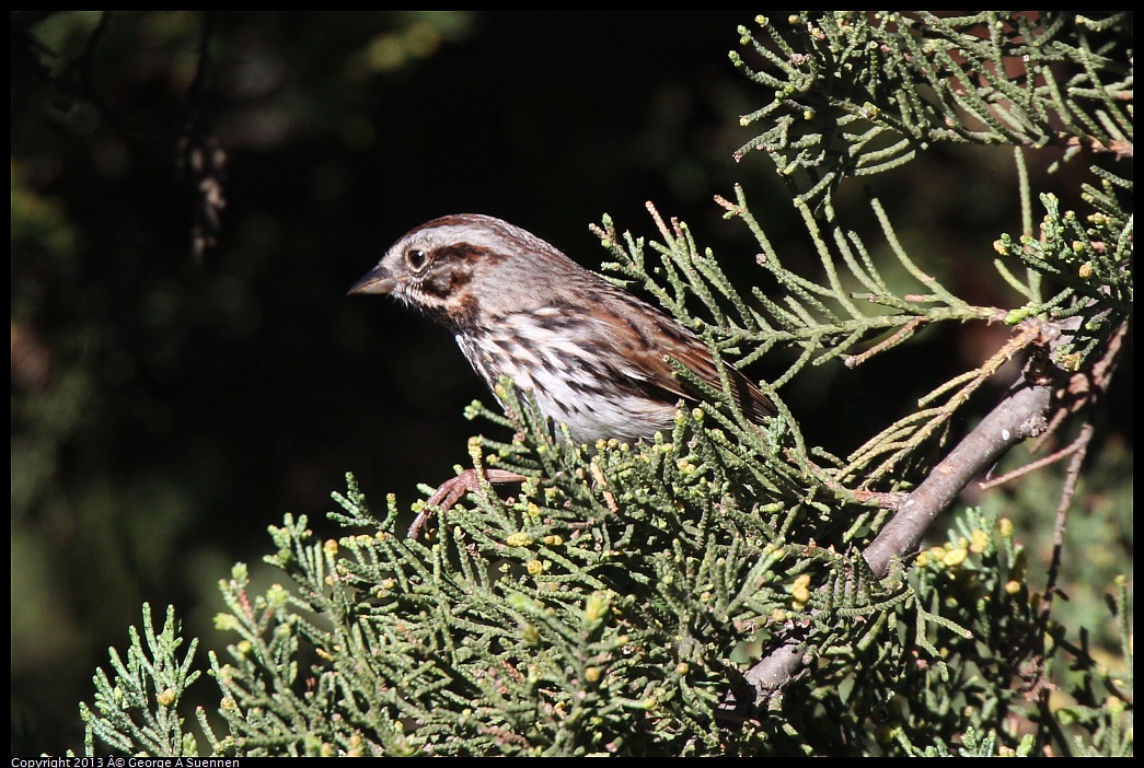 0220-100408-01.jpg - Song Sparrow