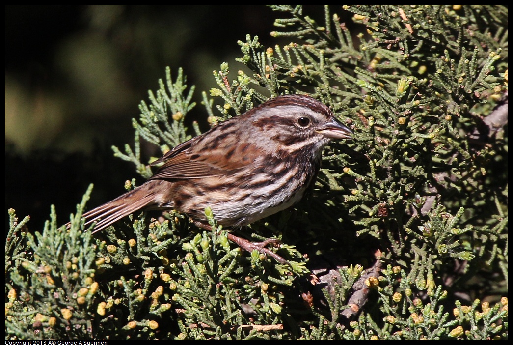 0220-100413-01.jpg - Song Sparrow