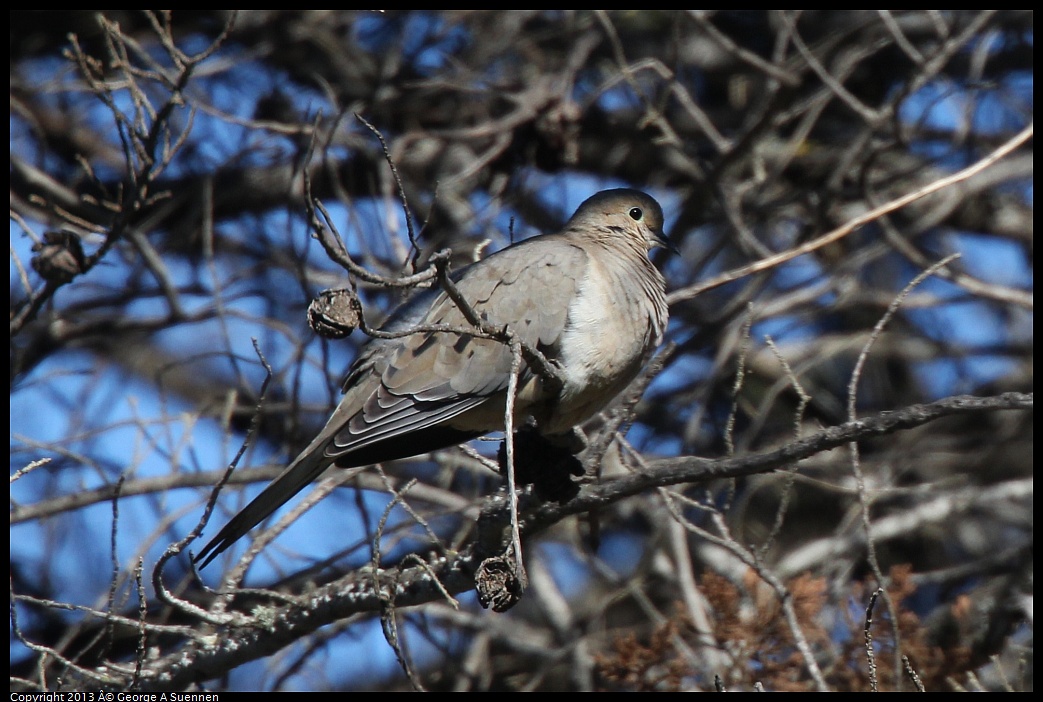 0220-100504-01.jpg - Mourning Dove