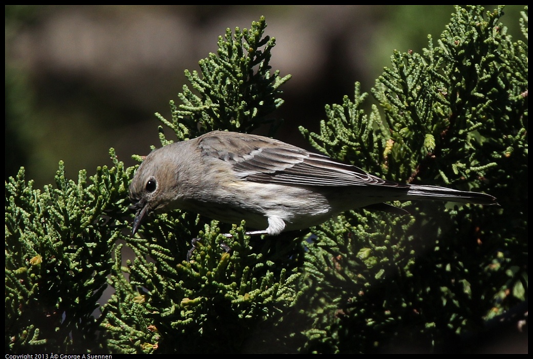 0220-101000-03.jpg - Yellow-rumped Warbler