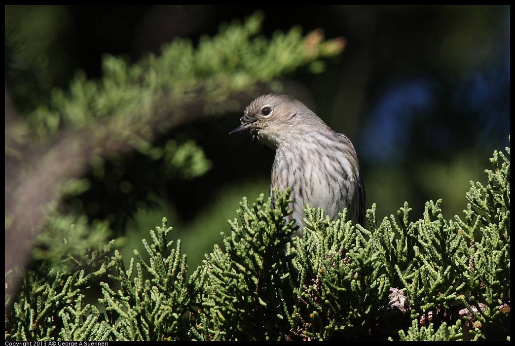 0220-101012-02.jpg - Yellow-rumped Warbler