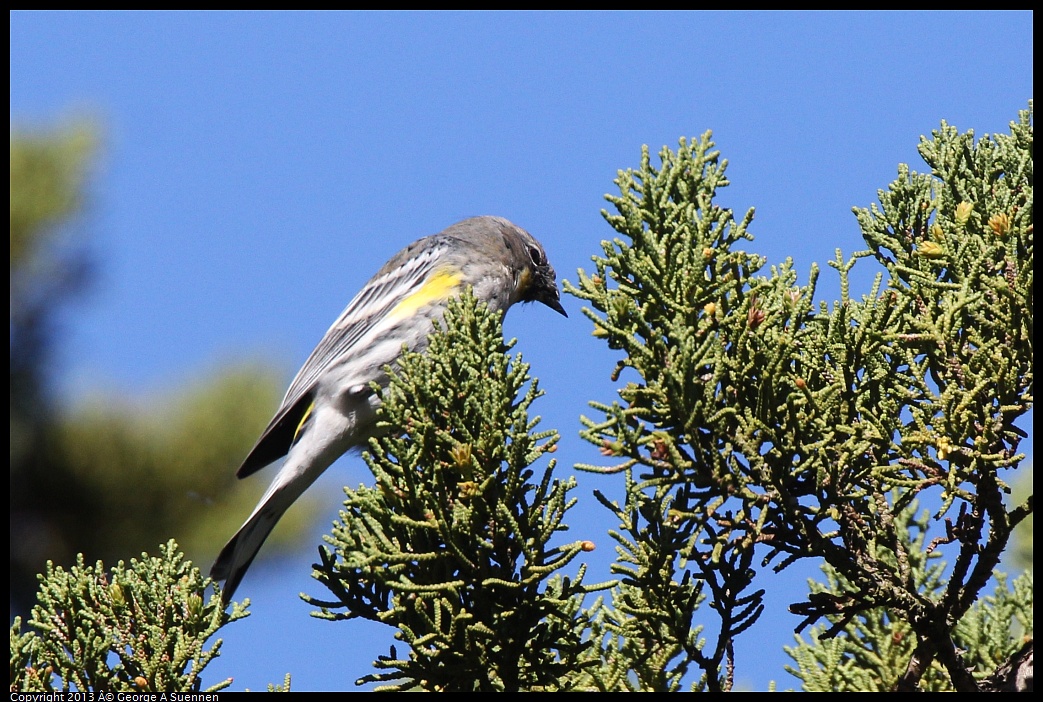 0220-101021-01.jpg - Yellow-rumped Warbler