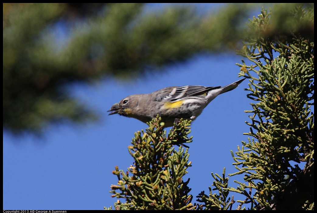 0220-101025-01.jpg - Yellow-rumped Warbler