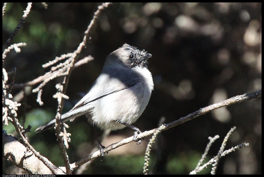 0220-101039-03.jpg - Bushtit