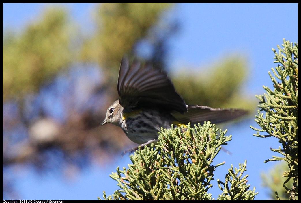 0220-101104-05.jpg - Yellow-rumped Warbler