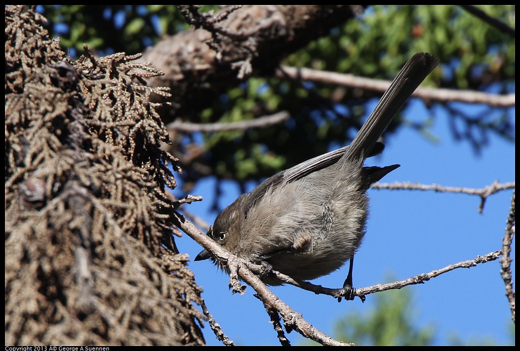 0220-101309-02.jpg - Bushtit