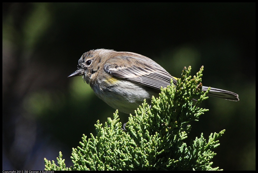 0220-101511-02.jpg - Yellow-rumped Warbler