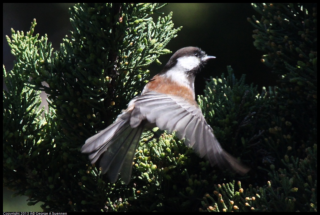 0220-101603-03.jpg - Chestnut-backed Chickadee