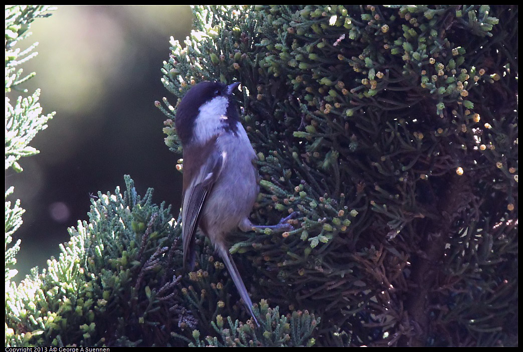 0220-101609-03.jpg - Chestnut-backed Chickadee