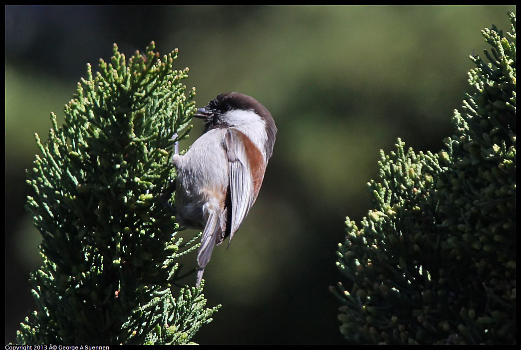 0220-101611-04.jpg - Chestnut-backed Chickadee