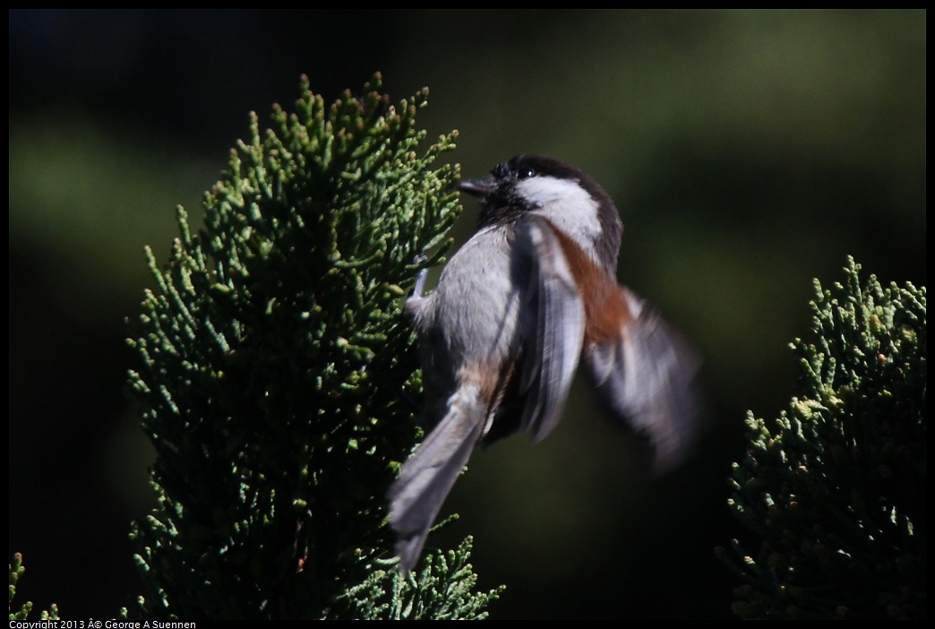 0220-101612-01.jpg - Chestnut-backed Chickadee