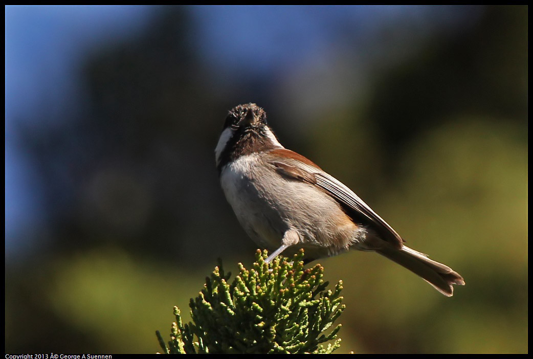 0220-101612-03.jpg - Chestnut-backed Chickadee