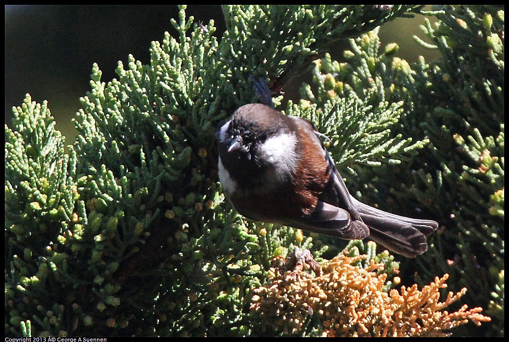 0220-101619-02.jpg - Chestnut-backed Chickadee