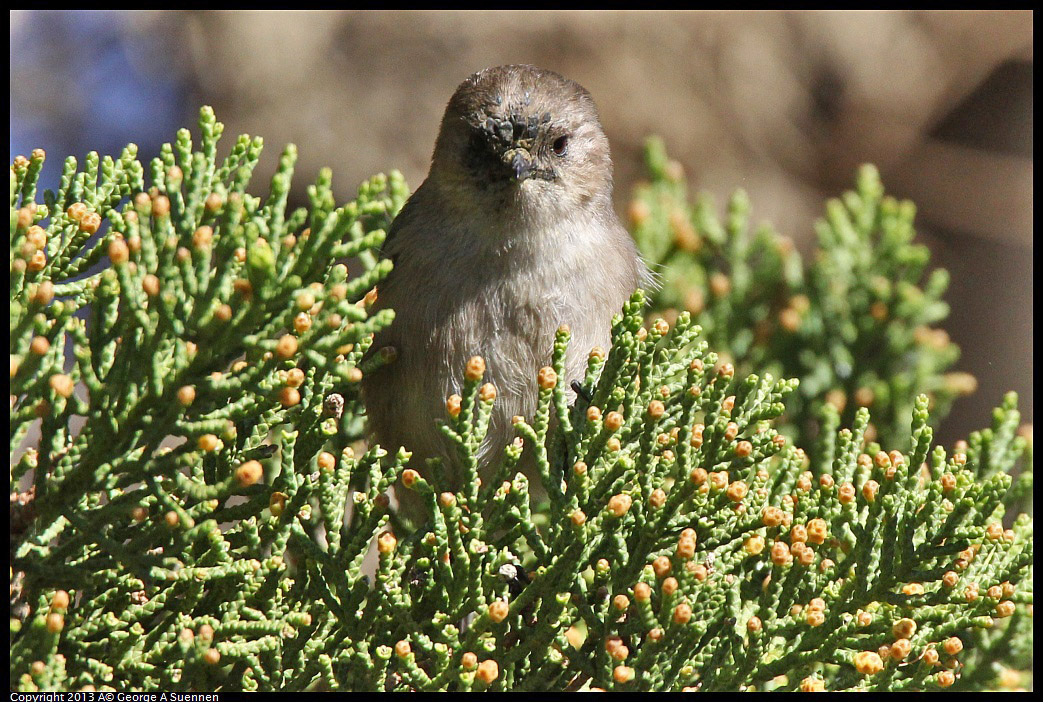 0220-101814-01.jpg - Bushtit