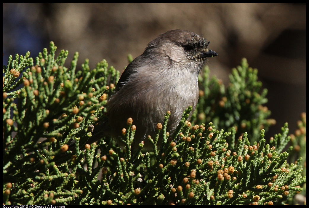 0220-101815-02.jpg - Bushtit