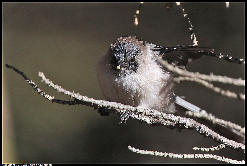 0220-101835-04.jpg - Bushtit