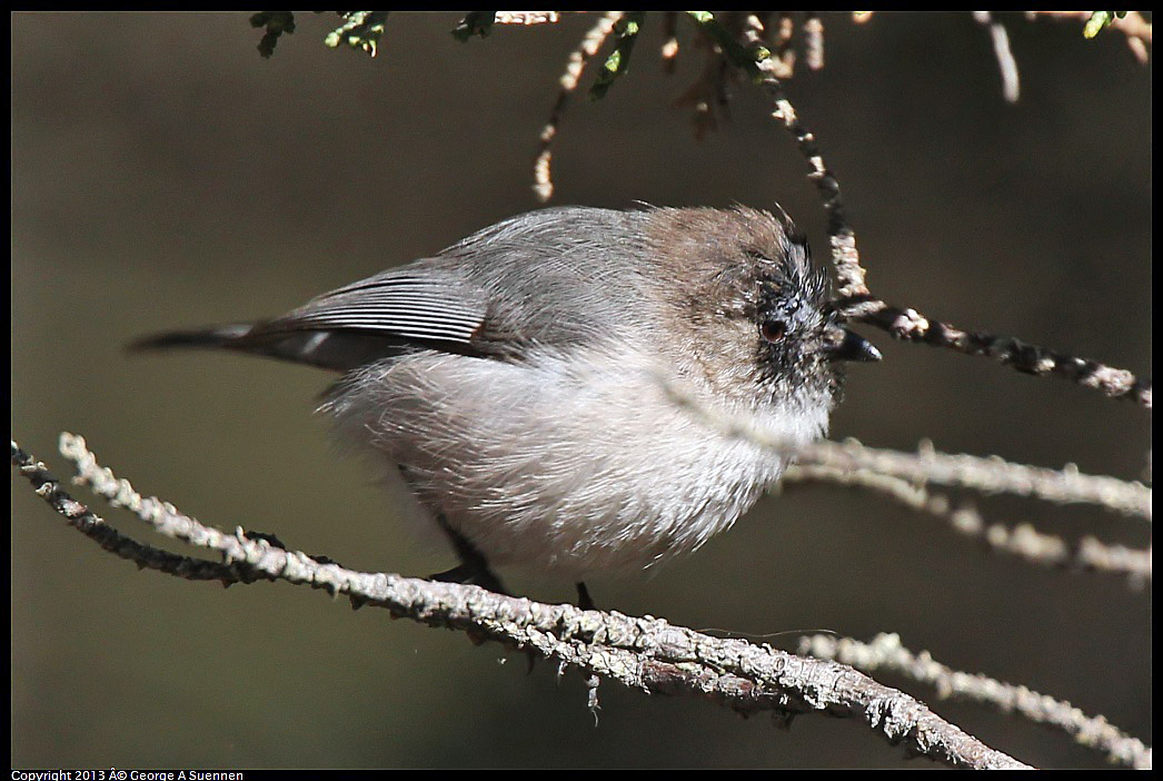 0220-101839-03.jpg - Bushtit