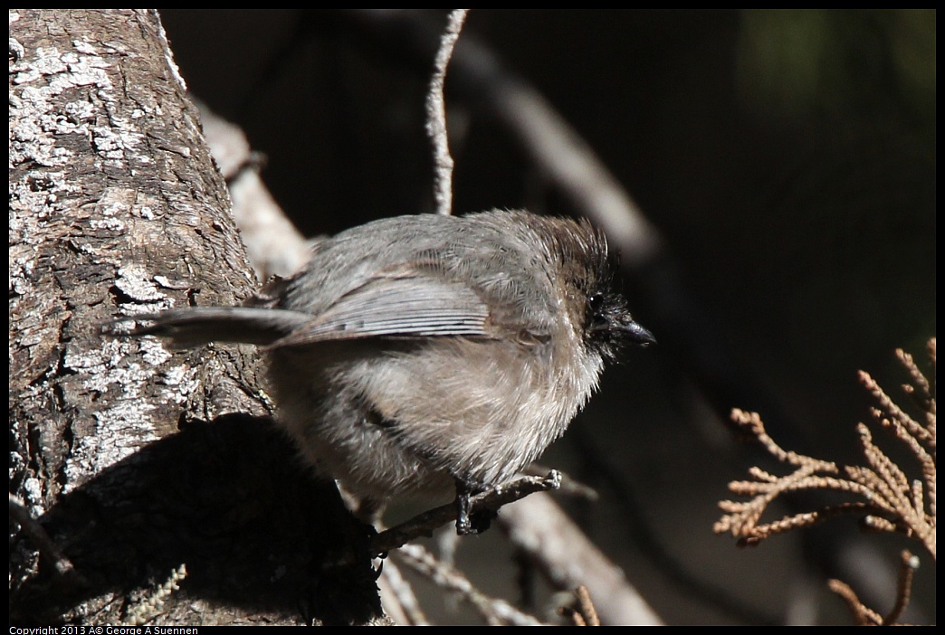 0220-101906-03.jpg - Bushtit