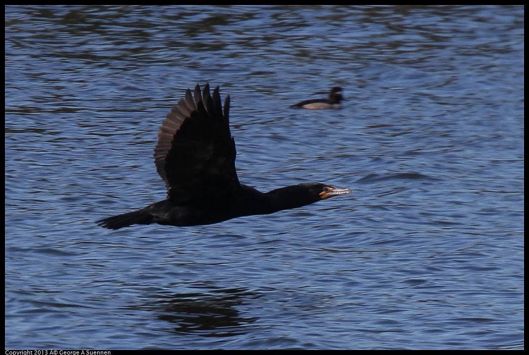 0220-102439-02.jpg - Double-crested Cormorant