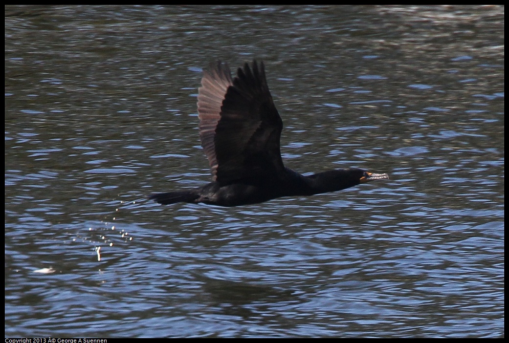 0220-102440-01.jpg - Double-crested Cormorant