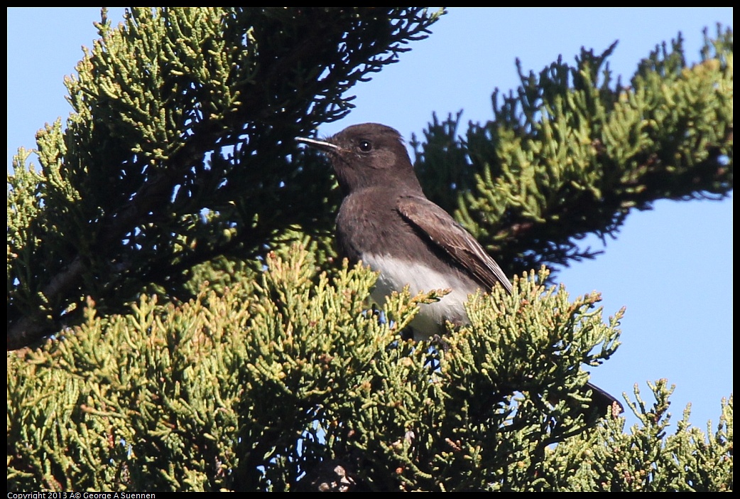 0220-102516-01.jpg - Black Phoebe