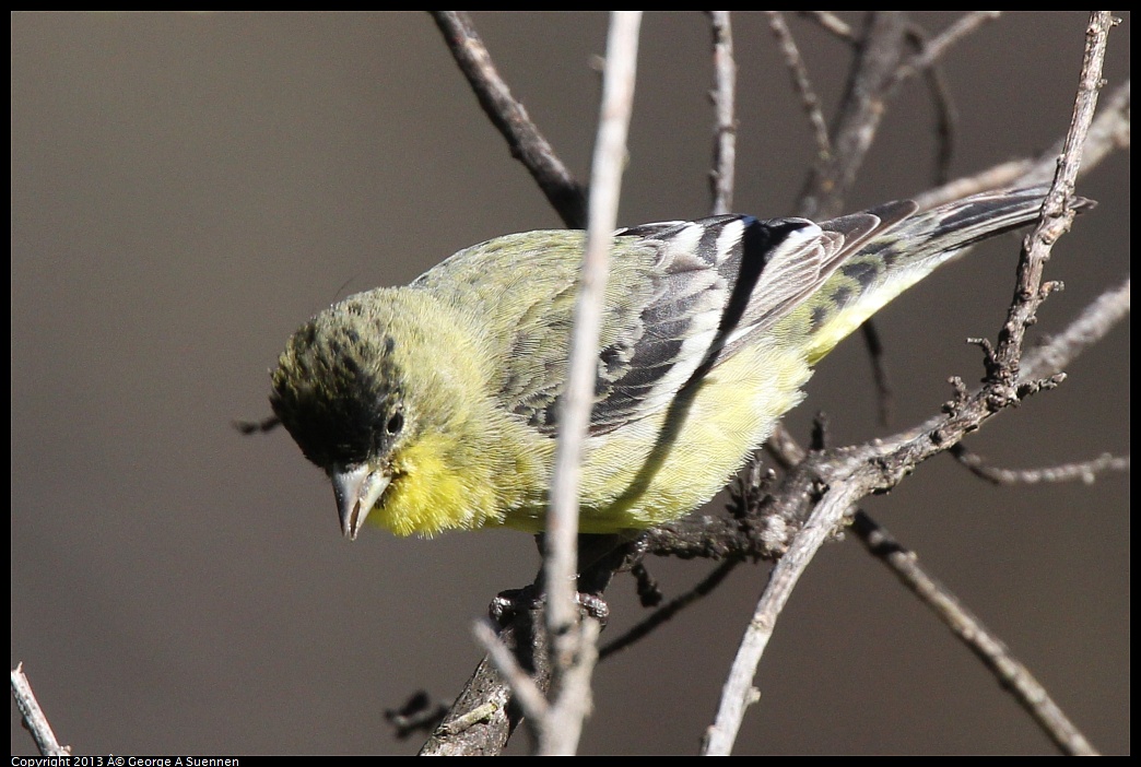 0220-102548-03.jpg - Lesser Goldfinch